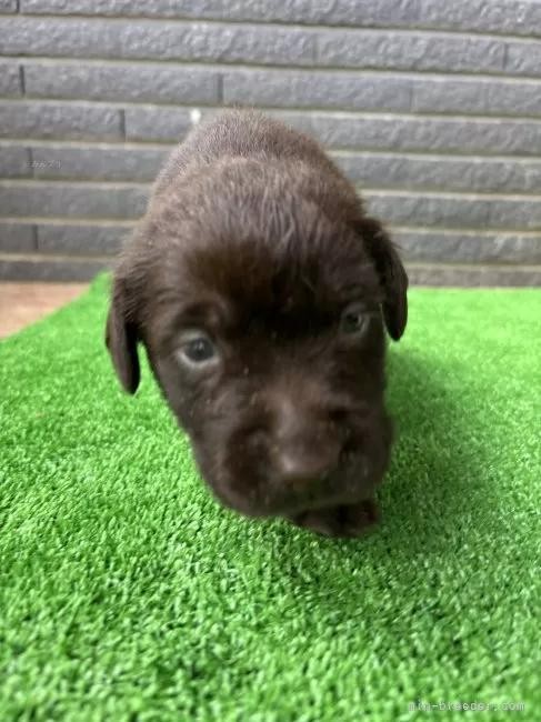 uh[go[̎qiID:1262711111j2ڂ̎ʐ^/XV:2025-11-19