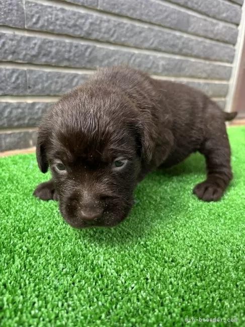 uh[go[̎qiID:1262711111j3ڂ̎ʐ^/XV:2025-11-19