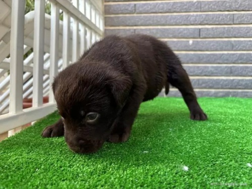 uh[go[̎qiID:1262711112j2ڂ̎ʐ^/XV:2025-11-19