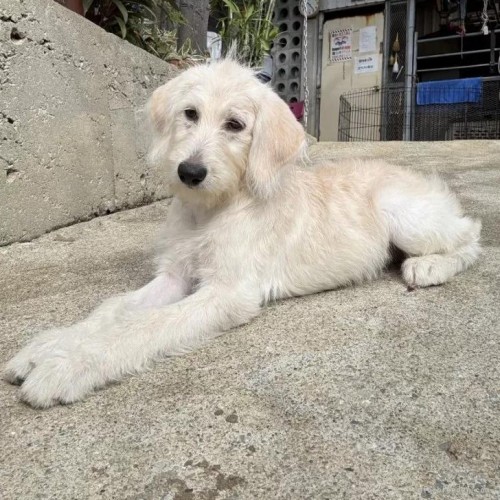 �~�b�N�X�̎q���iID:1262711113�j��1���ڂ̎ʐ^/�X�V��:2026-01-16