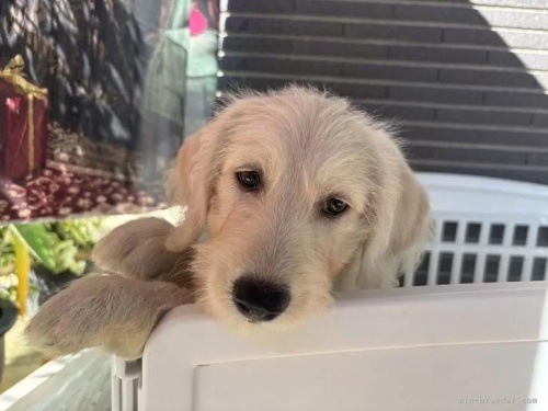 �~�b�N�X�̎q���iID:1262711113�j��2���ڂ̎ʐ^/�X�V��:2026-01-16