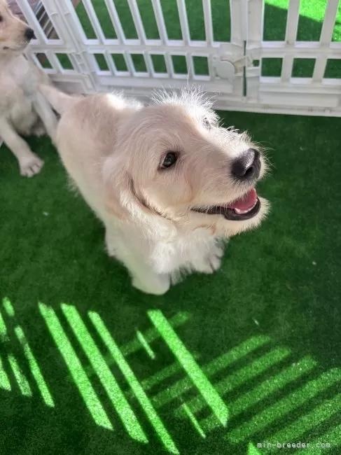 �~�b�N�X�̎q���iID:1262711113�j��3���ڂ̎ʐ^/�X�V��:2026-01-16