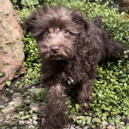 ミニチュアシュナウザーの子犬（ID:1262911032）の1枚目の写真/更新日:2022-07-08