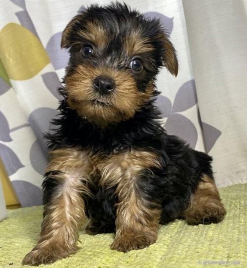 ヨークシャーテリアの子犬（ID:1262911051）の1枚目の写真/更新日:2022-06-08