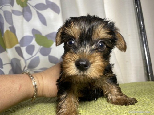 ヨークシャーテリアの子犬（ID:1262911051）の4枚目の写真/更新日:2022-06-08