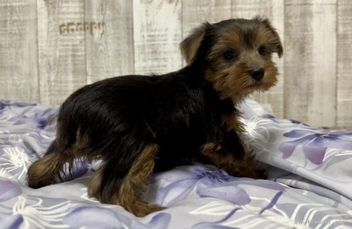 ヨークシャーテリアの子犬（ID:1262911053）の3枚目の写真/更新日:2022-05-12