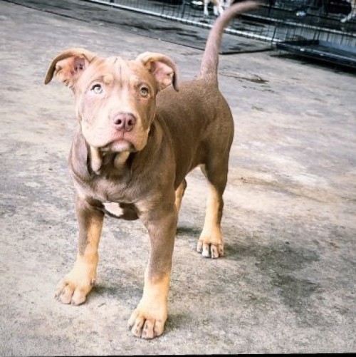 アメリカンピットブルテリアの子犬（ID:1262911058）の1枚目の写真/更新日:2022-02-12