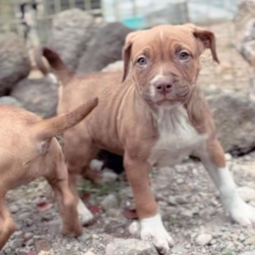 アメリカンピットブルテリアの子犬（ID:1262911061）の3枚目の写真/更新日:2022-11-08