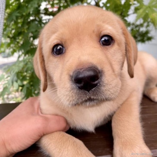ラブラドールレトリバーの子犬（ID:1262911117）の1枚目の写真/更新日:2022-06-21