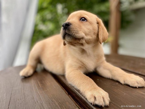 ラブラドールレトリバーの子犬（ID:1262911117）の2枚目の写真/更新日:2022-06-21