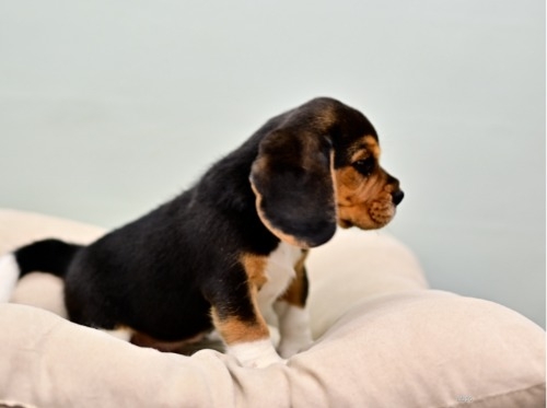 ビーグルの子犬（ID:1263011017）の4枚目の写真/更新日:2022-05-22