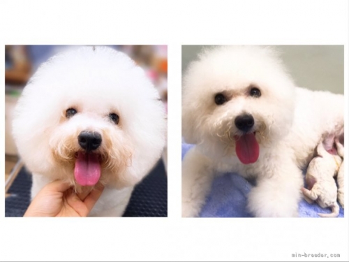 ビションフリーゼの子犬（ID:1263011035）の5枚目の写真/更新日:2022-04-03