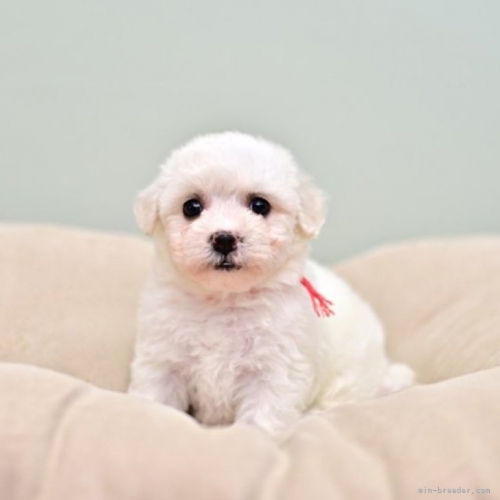 ビションフリーゼの子犬（ID:1263011038）の1枚目の写真/更新日:2023-09-02