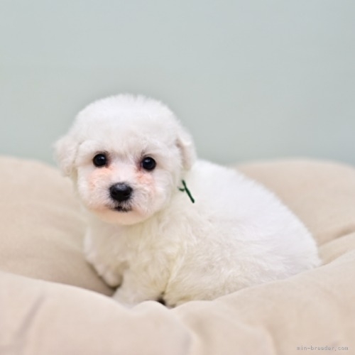 ビションフリーゼの子犬（ID:1263011043）の1枚目の写真/更新日:2023-06-05
