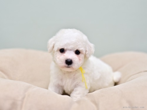 ビションフリーゼの子犬（ID:1263011044）の3枚目の写真/更新日:2023-06-05
