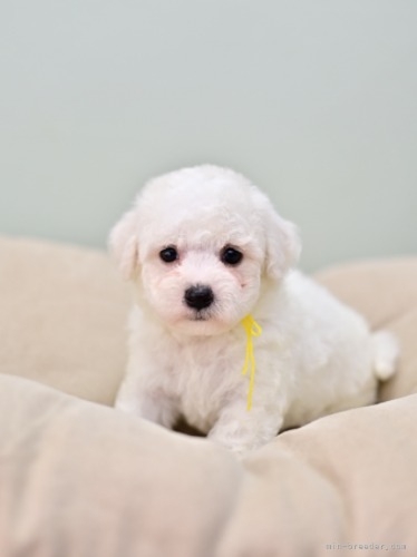 ビションフリーゼの子犬（ID:1263011044）の4枚目の写真/更新日:2023-06-05