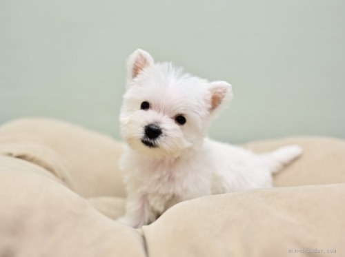 ウエストハイランドホワイトテリアの子犬（ID:1263011045）の5枚目の写真/更新日:2022-05-01