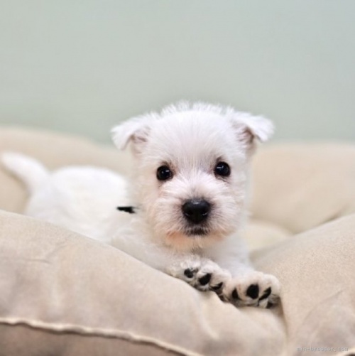 ウエストハイランドホワイトテリアの子犬（ID:1263011061）の1枚目の写真/更新日:2021-10-30