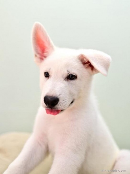 ホワイト・シェパードの子犬（ID:1263011067）の2枚目の写真/更新日:2022-06-27