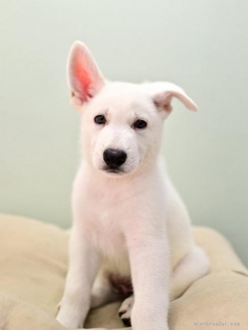 ホワイト・シェパードの子犬（ID:1263011067）の3枚目の写真/更新日:2022-06-27