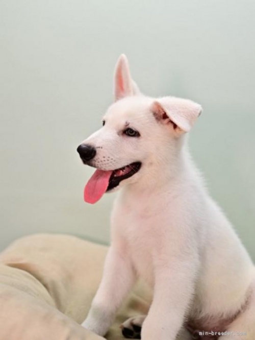 ホワイト・シェパードの子犬（ID:1263011067）の4枚目の写真/更新日:2022-06-27