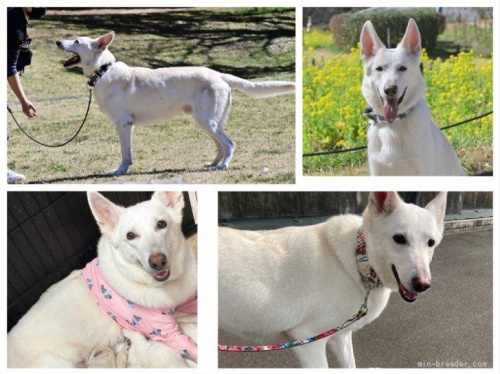 ホワイト・シェパードの子犬（ID:1263011067）の5枚目の写真/更新日:2022-06-09