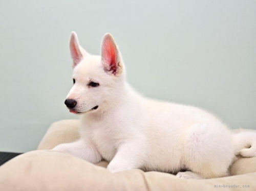 ホワイト・シェパードの子犬（ID:1263011068）の2枚目の写真/更新日:2022-06-27