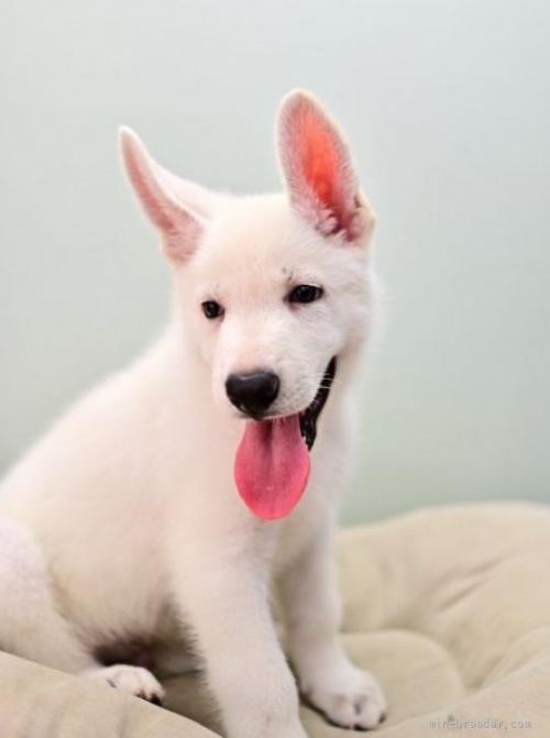 ホワイト・シェパードの子犬（ID:1263011068）の3枚目の写真/更新日:2022-06-27