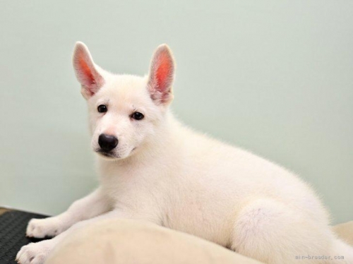 ホワイト・シェパードの子犬（ID:1263011068）の4枚目の写真/更新日:2022-06-27