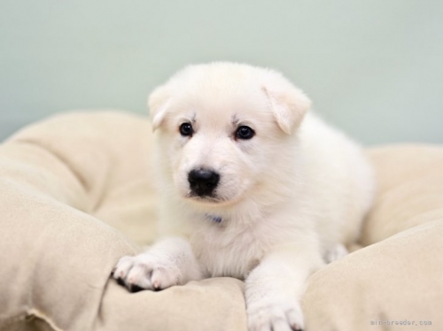 ホワイト・シェパードの子犬（ID:1263011069）の3枚目の写真/更新日:2021-11-23
