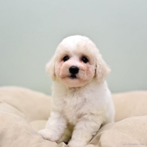 ビションフリーゼの子犬（ID:1263011083）の1枚目の写真/更新日:2022-07-13