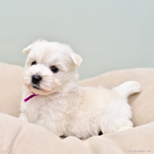 ウエストハイランドホワイトテリアの子犬（ID:1263011085）の1枚目の写真/更新日:2021-06-22