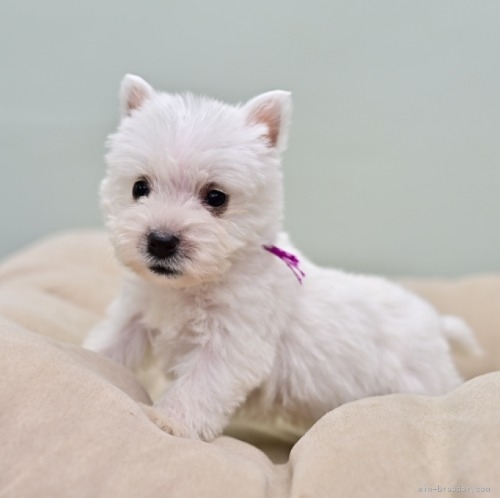 ウエストハイランドホワイトテリアの子犬（ID:1263011112）の1枚目の写真/更新日:2022-11-08