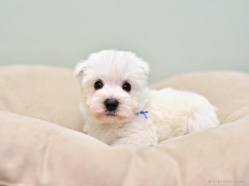 ウエストハイランドホワイトテリアの子犬（ID:1263011112）の2枚目の写真/更新日:2022-11-08