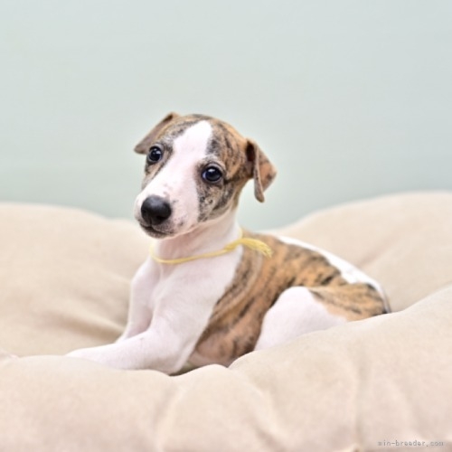ウィペットの子犬（ID:1263011130）の1枚目の写真/更新日:2022-05-04