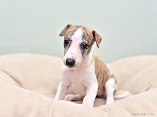 ウィペットの子犬（ID:1263011130）の3枚目の写真/更新日:2022-05-04