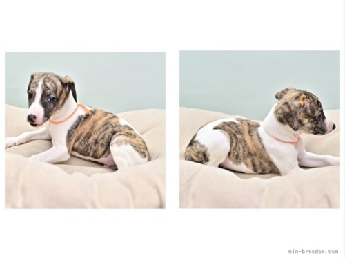 ウィペットの子犬（ID:1263011141）の4枚目の写真/更新日:2022-05-19