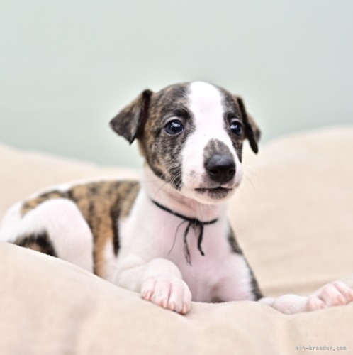 ウィペットの子犬（ID:1263011143）の1枚目の写真/更新日:2022-05-19