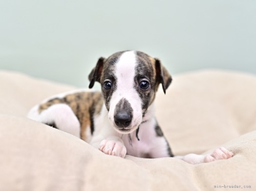 ウィペットの子犬（ID:1263011143）の3枚目の写真/更新日:2022-05-19