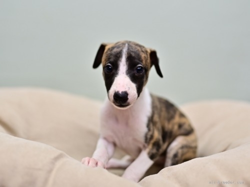 ウィペットの子犬（ID:1263011144）の2枚目の写真/更新日:2022-05-19