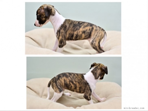 ウィペットの子犬（ID:1263011144）の3枚目の写真/更新日:2022-05-19
