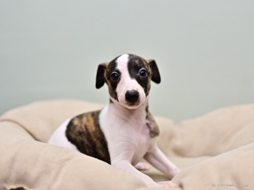 ウィペットの子犬（ID:1263011145）の1枚目の写真/更新日:2022-05-19