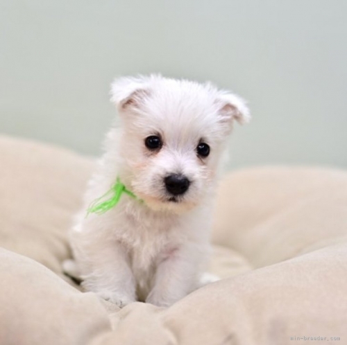 ウエストハイランドホワイトテリアの子犬（ID:1263011147）の1枚目の写真/更新日:2022-11-08