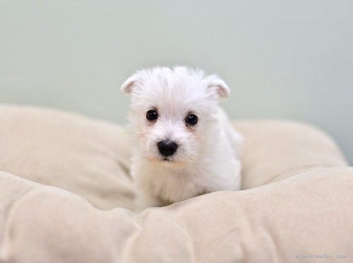 ウエストハイランドホワイトテリアの子犬（ID:1263011147）の2枚目の写真/更新日:2022-11-08