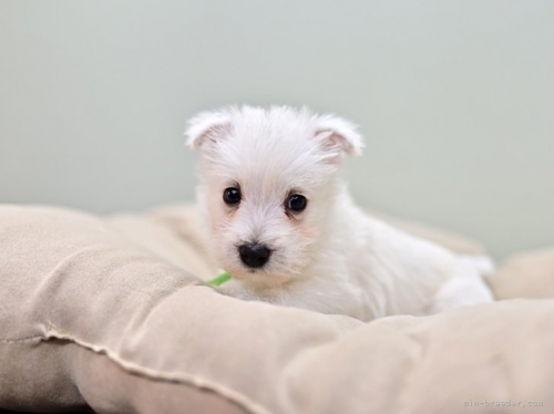 ウエストハイランドホワイトテリアの子犬（ID:1263011147）の3枚目の写真/更新日:2022-11-08