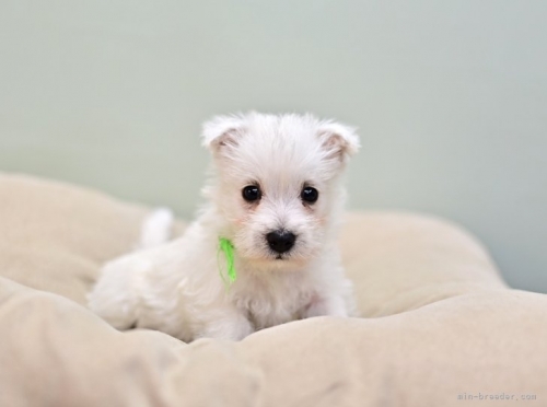 ウエストハイランドホワイトテリアの子犬（ID:1263011147）の4枚目の写真/更新日:2022-11-08
