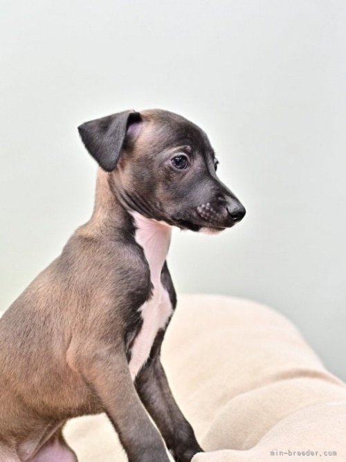 イタリアングレーハウンドの子犬（ID:1263011163）の4枚目の写真/更新日:2023-12-26