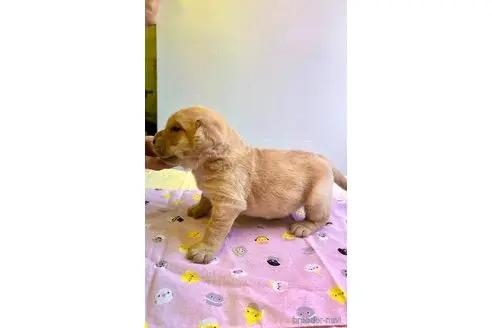 ラブラドールレトリバーの子犬（ID:1265311036）の2枚目の写真/更新日:2022-01-01