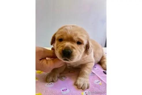 ラブラドールレトリバーの子犬（ID:1265311036）の3枚目の写真/更新日:2022-01-01