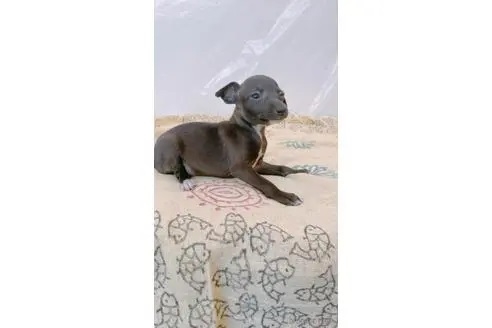 イタリアングレーハウンドの子犬（ID:1265311051）の1枚目の写真/更新日:2023-05-16
